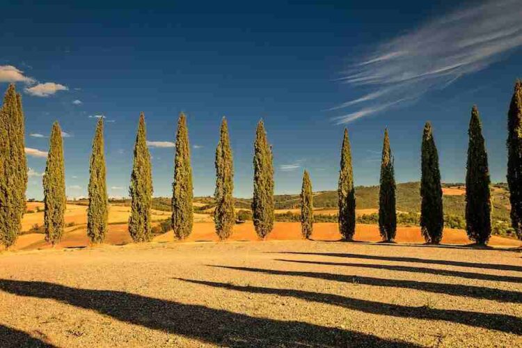 Can A Neighbor Claim Your Land By Mowing It