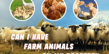 Can I Have Farm Animals On My Property