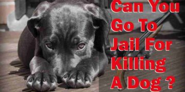 Can You Go To Jail For Killing A Dog