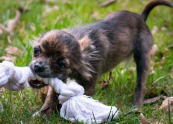 American Judicial System Guest Post: Common Defenses in California Dog Bite Cases 