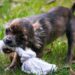 American Judicial System Guest Post: Common Defenses in California Dog Bite Cases