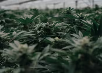 Biden Administration Proposes Historic Shift: Reclassifying Marijuana as a Lower-Risk Drug