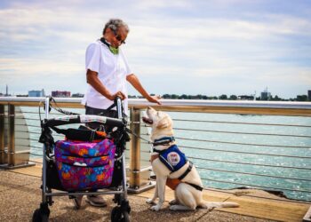 4 Legal Myths About Service Animal Accessibility