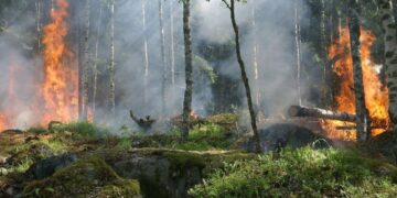 A Guide to Gathering Evidence for a Wildfire Lawsuit