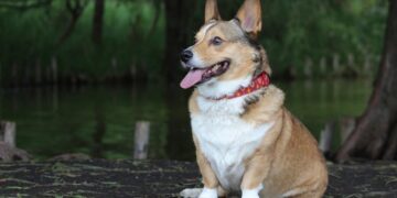 Dog Bite Laws in Salt Lake City Know Your Rights as a Victim