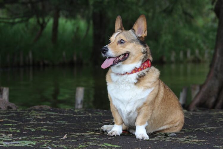 Dog Bite Laws in Salt Lake City Know Your Rights as a Victim