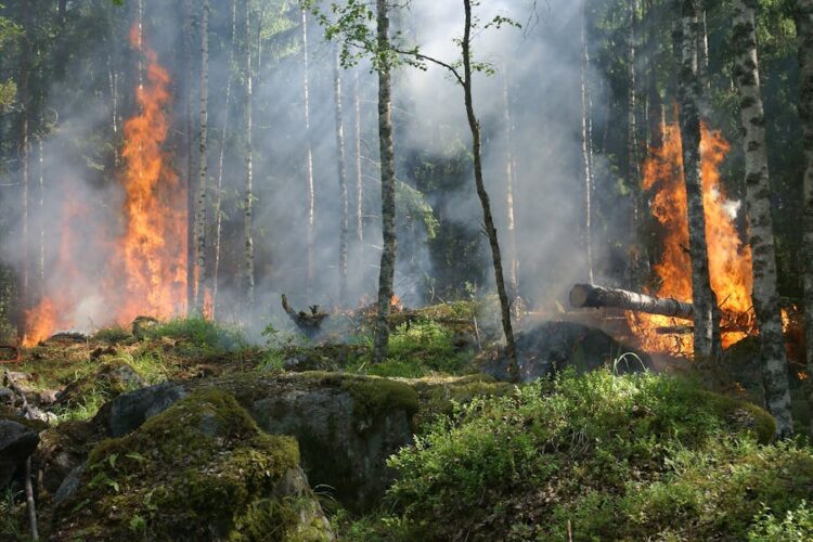 Why Hire Wildfire Lawyers for Property Damage and Injury Claims