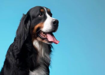 Minor vs. Severe Dog Bite Injuries