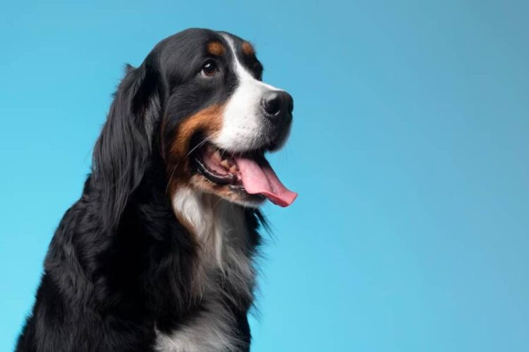 Minor vs. Severe Dog Bite Injuries