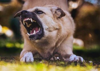 Understanding the Appeal Process in Dog Bite Cases in Illinois