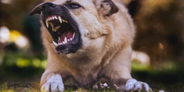 Understanding the Appeal Process in Dog Bite Cases in Illinois