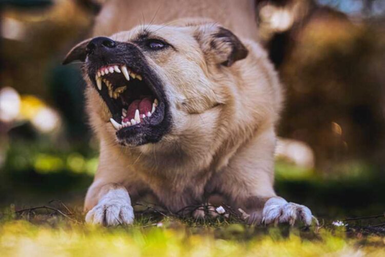 Understanding the Appeal Process in Dog Bite Cases in Illinois