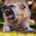 Understanding the Appeal Process in Dog Bite Cases in Illinois