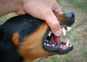 How a Lawyer Can Help With Preoperly Filing a Dog Bite Claim
