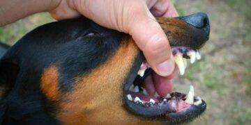 How a Lawyer Can Help With Preoperly Filing a Dog Bite Claim