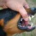 How a Lawyer Can Help With Preoperly Filing a Dog Bite Claim