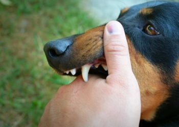 9 Ways Judicial Reforms Can Impact Dog Bite Legislation