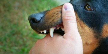 9 Ways Judicial Reforms Can Impact Dog Bite Legislation