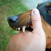 9 Ways Judicial Reforms Can Impact Dog Bite Legislation