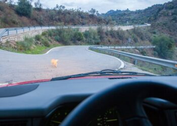 Dog Car Accident Laws