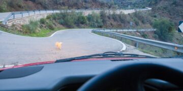 Dog Car Accident Laws