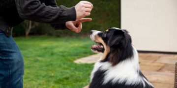 What Happens If Your Dog Bites Someone in a Rental Property?