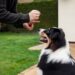 What Happens If Your Dog Bites Someone in a Rental Property?
