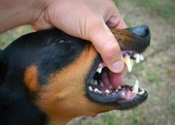 Legal Steps to Take After a Dog Bite Incident