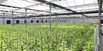 Is Weed Legal in California?