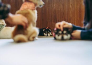 Legal Considerations for Pet-Friendly Rentals and Tenant Safety