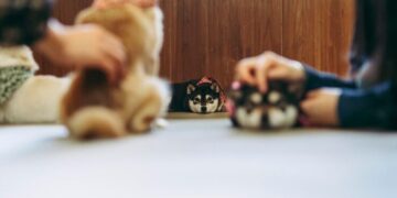 Legal Considerations for Pet-Friendly Rentals and Tenant Safety