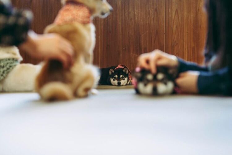 Legal Considerations for Pet-Friendly Rentals and Tenant Safety